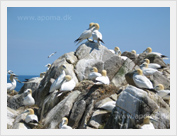 Great Saltee Island, County Wexford
