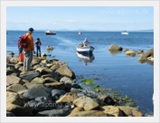 Great Saltee Island, County Wexford