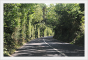 Trees and hedges along the road, County Wexford